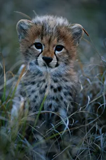 Cheetah cub (Acinonyx jubatus) close up, Masai Mara National Reserve, Kenya Cheetah cub (Acinonyx jubatus) close up, Masai Mara National Reserve, Kenya