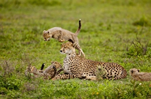 <b class=qtipBold><figcaption>cheetah cub jumping</figcaption></b><br>cheetah cub jumping over mom<br><em>© dcheeseman</em> cheetah cub jumping