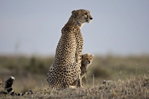 Cheetah and Cub, Masai Mara Game Reserve, Kenya Cheetah and Cub, Masai Mara Game Reserve, Kenya
