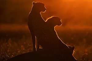 Cheetah and Cub on Mound at Sunrise (Acinonyx jubatus) Cheetah and Cub on Mound at Sunrise (Acinonyx jubatus)