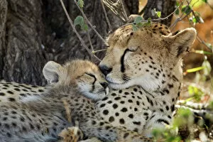 Ngorongoro Conservation Area 32 Collection: Cheetah with Cub, Ndutu Plains, Tanzania