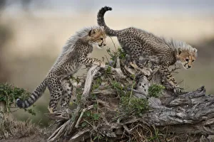 Cheetah Cubs, Masai Mara Game Reserve, Kenya Cheetah Cubs, Masai Mara Game Reserve, Kenya