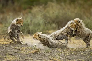 Cheetah Cubs Playing, Ngorongoro, Tanzania Cheetah Cubs Playing, Ngorongoro, Tanzania