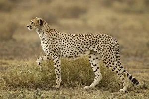 Cheetah, Ngorongoro Conservation Area, Tanzania Cheetah, Ngorongoro Conservation Area, Tanzania