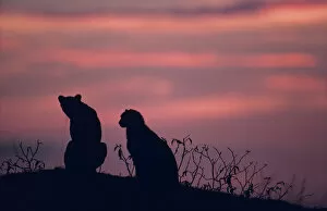 Images Dated 13th February 2006: Two cheetahs (Acinonyx jubatus) on rock at sunset, Kenya