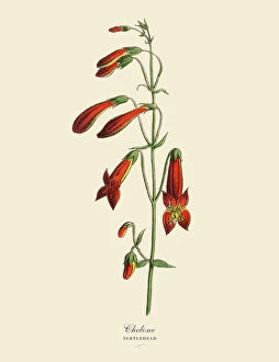 Herb Gallery: Chelone or Turtlehead Plant, Victorian Botanical Illustration