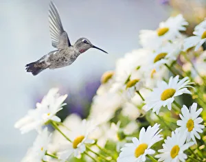 <b class=qtipBold><figcaption>Cherished Anna's Hummingbird</figcaption></b><br>An Anna's Hummingbird in-flight about to visit these summertime daisy-like flowers.<br><em>© 2009-2010 Susan Gary</em> Cherished Anna's Hummingbird