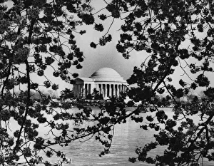 <b class=qtipBold><figcaption>Cherry Blossom Time</figcaption></b><br>13th April 1964: The Jefferson Memorial in Washington, USA seen through the blooming cherry blossom. (Photo by Central Press/Getty Images) Cherry Blossom Time