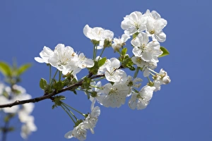 Cherry blossoms -Prunus sp.-, Mostviertel, Must Quarter, Lower Austria, Austria, Europe Cherry blossoms -Prunus sp.-, Mostviertel, Must Quarter, Lower Austria, Austria, Europe