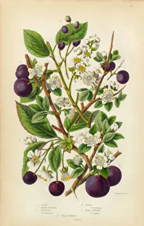 Cherry, Plum, Sloe and Bullace Victorian Botanical Illustration Cherry, Plum, Sloe and Bullace Victorian Botanical Illustration