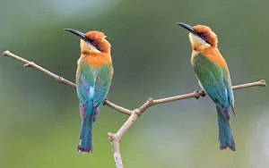 <b class=qtipBold><figcaption>Chestnut-headed Bee-eater</figcaption></b><br>A pair of Chestnut-headed Bee-eater resting on a perch at Khao Yai National Park, Thailand<br><em>© 2016 Phoo Chan</em> Chestnut-headed Bee-eater