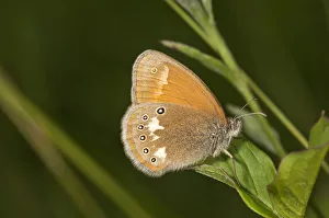 Chestnut Heath butterfly -Coeonympha glycerion-, Neresheim, Baden-Wuerttemberg, Germany Chestnut Heath butterfly -Coeonympha glycerion-, Neresheim, Baden-Wuerttemberg, Germany