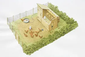 Chicken run, group of hens with rooster pecking grains, enclosed by hedges and fences, with eggs laid in nesting boxes Chicken run, group of hens with rooster pecking grains, enclosed by hedges and fences, with eggs laid in nesting boxes