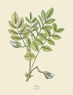 Images Dated 28th January 2019: Chickpea, Legumes, Victorian Botanical Illustration