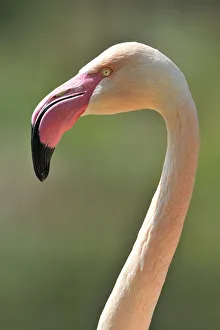Chilean Flamingo -Phoenicopterus chilensis-, portrait Chilean Flamingo -Phoenicopterus chilensis-, portrait