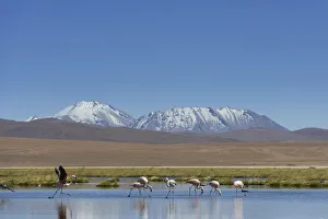 Chilean Flamingos -Phoenicopterus chilensis- at a lake in the highlands, San Pedro de Atacama, Antofagasta Region Chilean Flamingos -Phoenicopterus chilensis- at a lake in the highlands, San Pedro de Atacama, Antofagasta Region