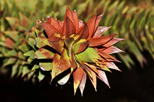 Chilean monkey puzzle tree -Araucaria araucana-, branches Chilean monkey puzzle tree -Araucaria araucana-, branches