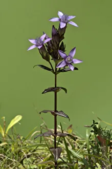 Chiltern Gentian -Gentianella germanica-, Degenfeld, Schwabische Alb, Baden-Wurttemberg Chiltern Gentian -Gentianella germanica-, Degenfeld, Schwabische Alb, Baden-Wurttemberg
