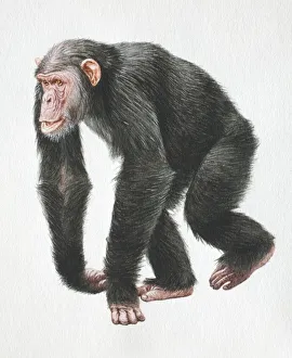 Chimpanzee, Pan troglodytes, walking on all fours, front view Chimpanzee, Pan troglodytes, walking on all fours, front view