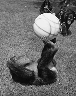 <b class=qtipBold><figcaption>Chimps' Football</figcaption></b><br>17th June 1963: Josie, a chimpanzee at London Zoo, demonstrates her ball control during a game of football. (Photo by William Vanderson/Fox Photos/Getty Images) Chimps' Football