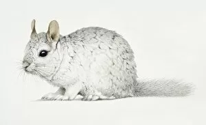 Chinchilla, Chinchilla lanigera with a thick white fur coat