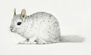 Chinchilla, Chinchilla lanigera with a thick white fur coat Chinchilla, Chinchilla lanigera with a thick white fur coat