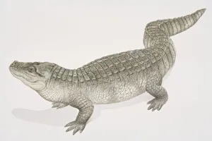 Chinese Alligator (alligator sinensis), side view Chinese Alligator (alligator sinensis), side view