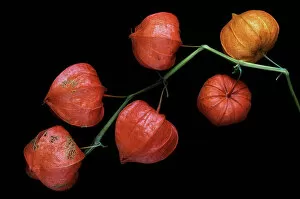 Images Dated 10th January 2017: Chinese lanterns