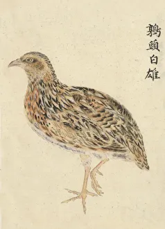 <b class=qtipBold><figcaption>Chinese Quail, Male</figcaption></b><br>Original hand painted, Chinese Male Quail painted on speckled paper and is one of three such paintings in my personal collection.<br><em>© BernardAllum</em> Chinese Quail, Male