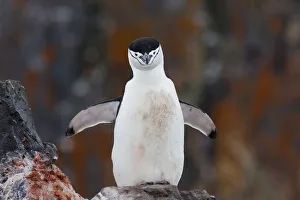 Chinstrap penguin with a blood stained chest beside a carcass, Antarctica Chinstrap penguin with a blood stained chest beside a carcass, Antarctica