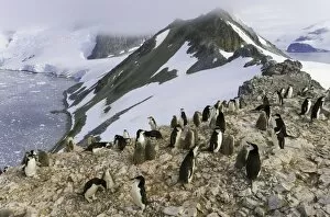 Images Dated 26th January 2007: Chinstrap penguins, Antarctic Peninsula