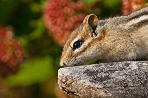 <b class=qtipBold><figcaption>Chipmunk On Rock</figcaption></b><br>A closeup photograph of Eastern Chipmunk on a rock with some orange flowers in behind.<br><em>© Copyright 2012</em> Chipmunk On Rock
