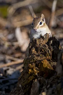 <b class=qtipBold><figcaption>Chipmunk On Tree Stump</figcaption></b><br>An Eastern Chipmunk is looking over an old tree stump.<br><em>© Copyright 2009</em> Chipmunk On Tree Stump