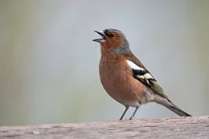 Images Dated 17th April 2015: Chirping Chaffinch (Fringilla coelebs), Hesse, Germany