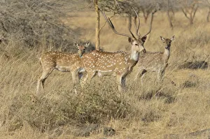 Chital, Cheetal or Axis Deer -Axis axis-, Gir Forest National Park, Gir Sanctuary Chital, Cheetal or Axis Deer -Axis axis-, Gir Forest National Park, Gir Sanctuary