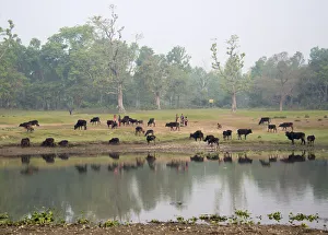 Chitwan National Park, Terai Region, Nepal Chitwan National Park, Terai Region, Nepal