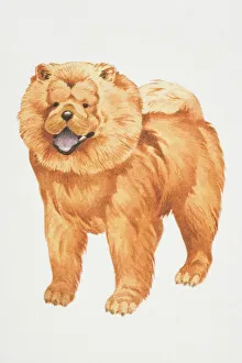 Chow chow, (canis familiaris), front view Chow chow, (canis familiaris), front view