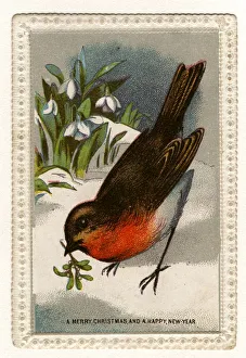 <b class=qtipBold><figcaption>Christmas Robin</figcaption></b><br>circa 1871: A robin, with mistletoe in its beak and a bunch of snowdrops, features in this Christmas and New Year's greetings card. (Photo by Hulton Archive/Getty Images) Christmas Robin