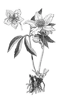 Black Color Collection: Christmas rose, black hellebore (Helleborus niger)