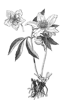 Christmas rose, black hellebore (Helleborus niger) Christmas rose, black hellebore (Helleborus niger)