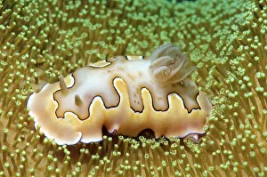 Chromodoris coi, sea slug, Redang Island, Malaysia, Southeast Asia Chromodoris coi, sea slug, Redang Island, Malaysia, Southeast Asia