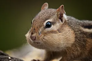 <b class=qtipBold><figcaption>Chubby Cheeks</figcaption></b><br>An Eastern Chipmunk with it's cheeks filled with food.<br><em>© Copyright 2012</em> Chubby Cheeks