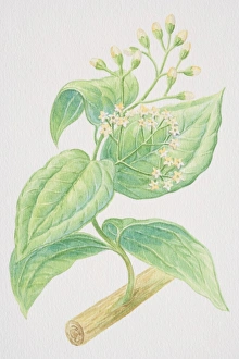 Cinnamomum verum, Cinnamon stalk with flowers and buds Cinnamomum verum, Cinnamon stalk with flowers and buds