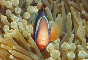 Cinnamon clownfish or Fire clownfish -Amphiprion melanopus-, Redang Island, Malaysia, Southeast Asia Cinnamon clownfish or Fire clownfish -Amphiprion melanopus-, Redang Island, Malaysia, Southeast Asia