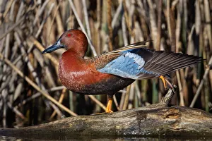 <b class=qtipBold><figcaption>Cinnamon Teal</figcaption></b><br>Close up of Cinnamon Teal perching on rock against dry grass.<br><em>© Phoo Chan</em> Cinnamon Teal