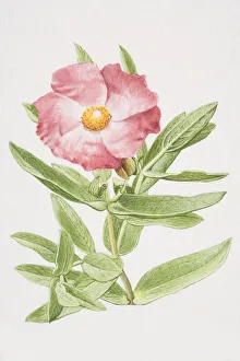 Cistus incanus, Rock Rose or Sun Rose, elevated view Cistus incanus, Rock Rose or Sun Rose, elevated view