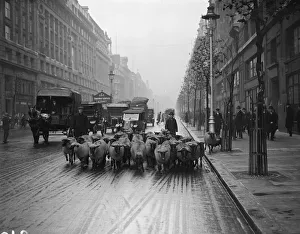 <b class=qtipBold><figcaption>City Sheep</figcaption></b><br>November 1926: An orderly flock of sheep walking along the Kingsway in London. One independent animal prefers the pavement. (Photo by Fox Photos/Getty Images) City Sheep