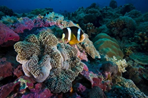 Clarks anemonefish -Amphiprion clarkii-, Palau Clarks anemonefish -Amphiprion clarkii-, Palau