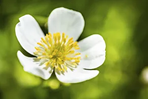 Clasping-leaf Buttercup -Ranunculus amplexicaulis- Clasping-leaf Buttercup -Ranunculus amplexicaulis-