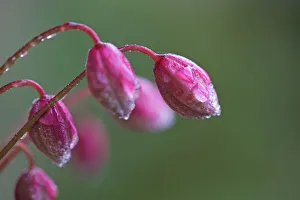 Clematis Montana Buds Close up after rain Clematis Montana Buds Close up after rain